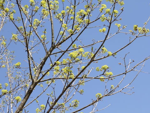 Cornus officinalis