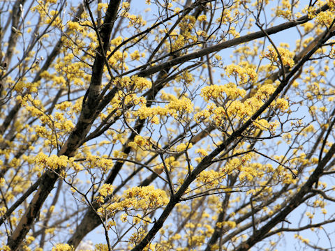 Cornus officinalis