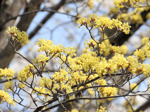 Cornus officinalis