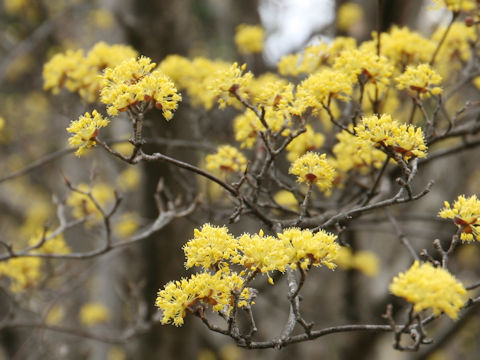 Cornus officinalis