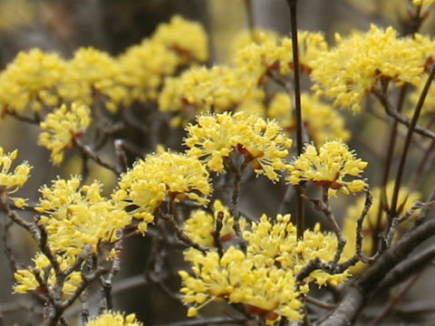 Cornus officinalis