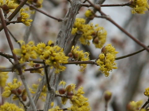 Cornus officinalis