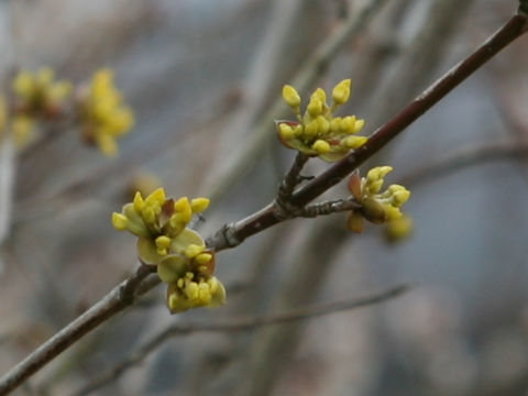 Cornus officinalis