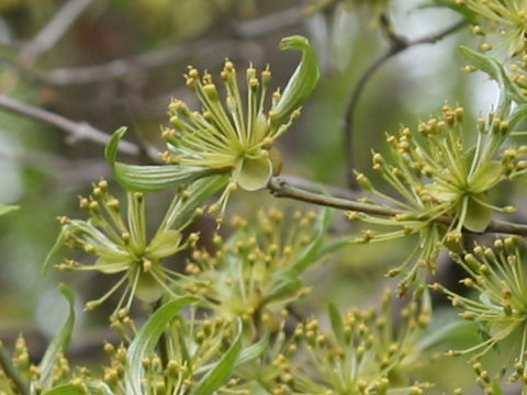 Cornus officinalis