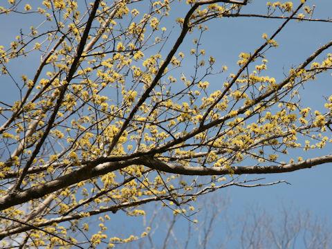 Cornus officinalis