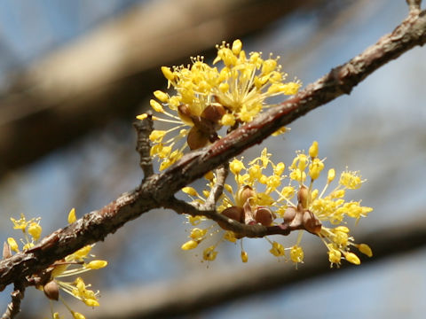 Cornus officinalis