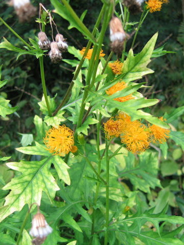 Porophyllum japonicum