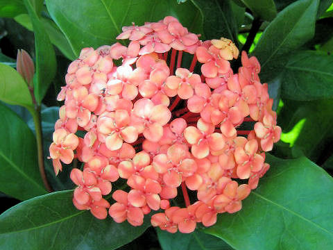 Ixora chinensis