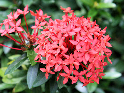 Ixora chinensis