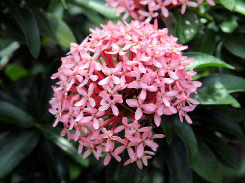 Ixora chinensis