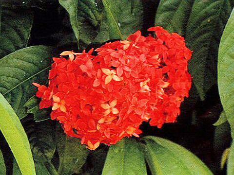 Ixora chinensis