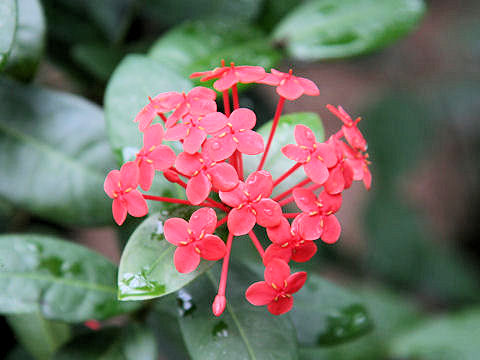 Ixora chinensis