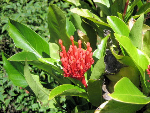 Ixora chinensis