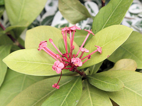 Ixora chinensis