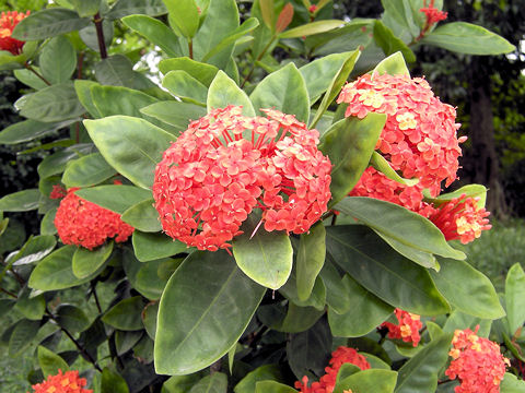 Ixora chinensis