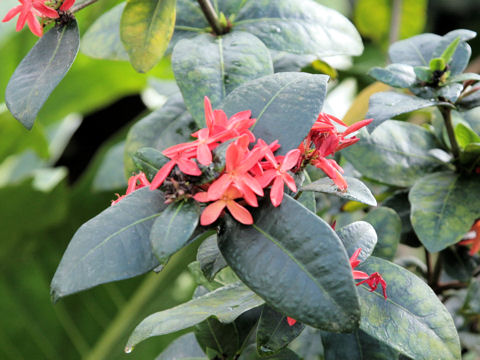 Ixora chinensis