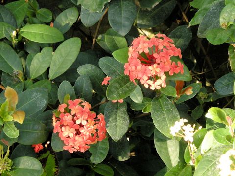 Ixora chinensis