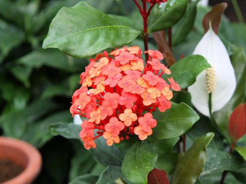 Ixora chinensis