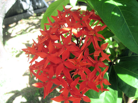 Ixora chinensis