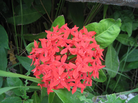 Ixora chinensis