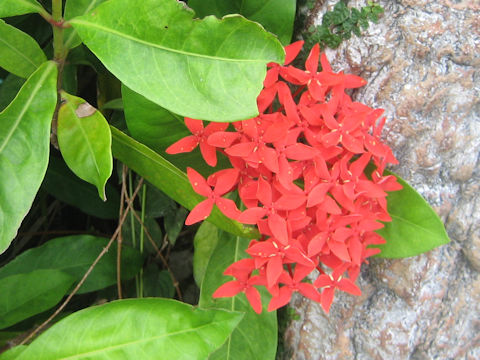 Ixora chinensis