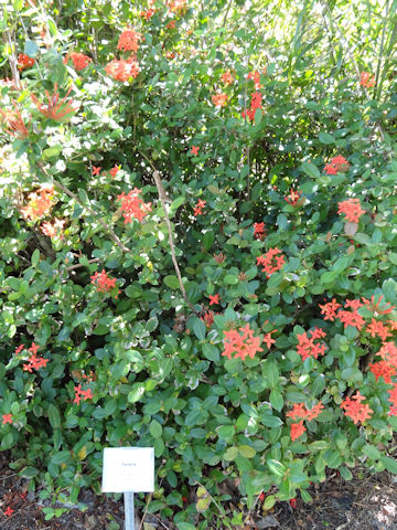 Ixora chinensis