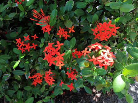 Ixora chinensis