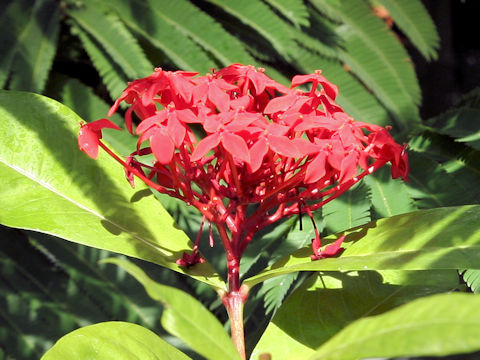 Ixora chinensis