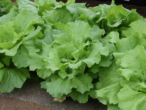 Brassica campestris var. amplexicaulis