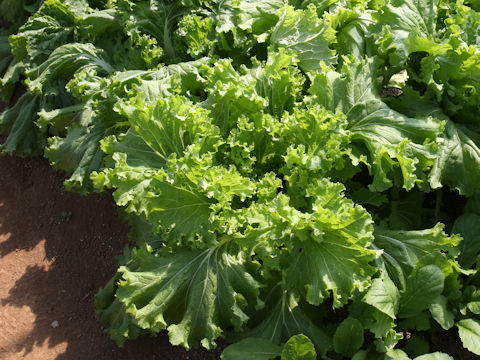 Brassica campestris var. amplexicaulis