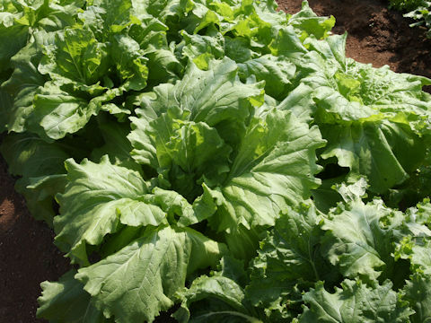 Brassica campestris var. amplexicaulis