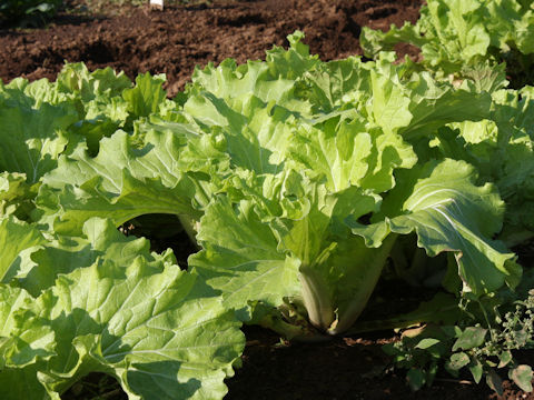 Brassica campestris var. amplexicaulis