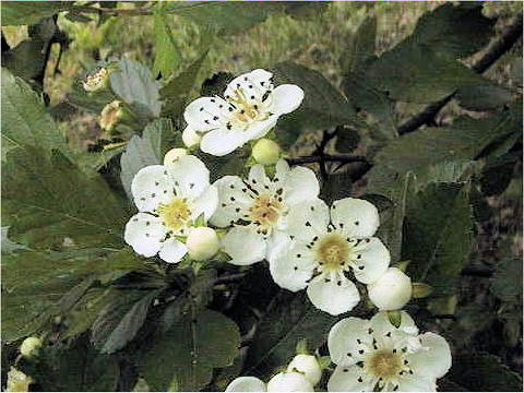 Crataegus cuneata