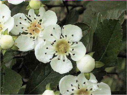 Crataegus cuneata