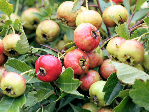 Crataegus cuneata