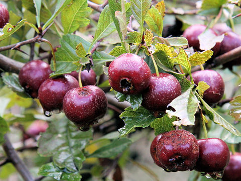 Crataegus cuneata