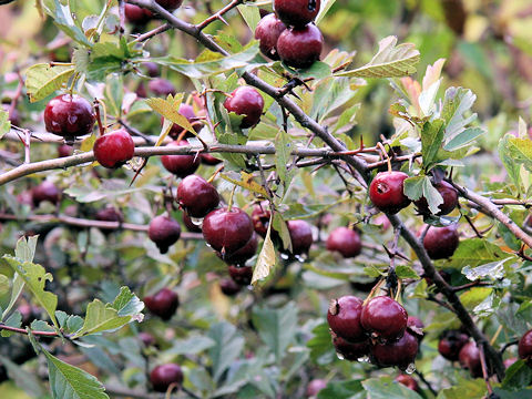 Crataegus cuneata