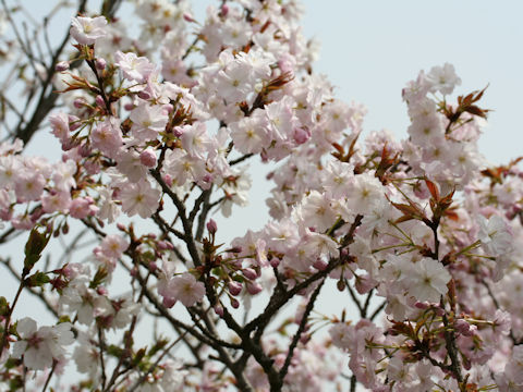 Prunus lannesiana cv. Ojochin