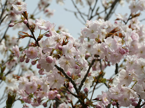 Prunus lannesiana cv. Ojochin