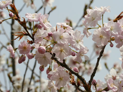 Prunus lannesiana cv. Ojochin