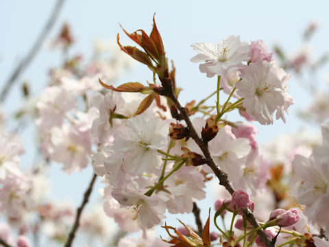 Prunus lannesiana cv. Ojochin