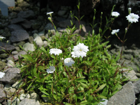 Saponaria pumilio