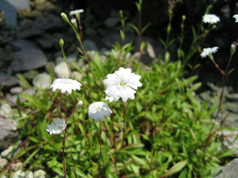 Saponaria pumilio