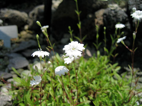 Saponaria pumilio