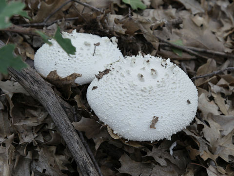 Saproamanita thiersii