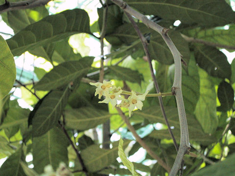 Shorea robusta