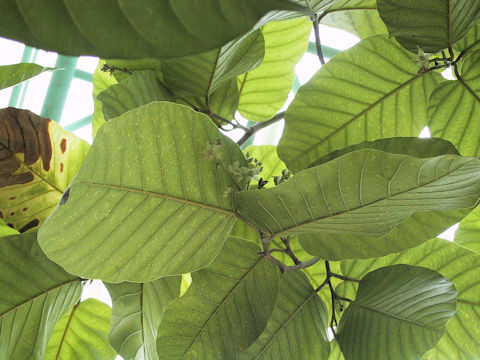 Shorea robusta