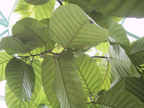 Shorea robusta