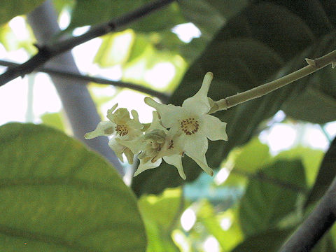 Shorea robusta