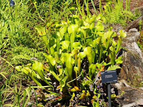 Sarracenia x catesbaei